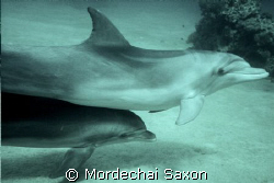 Mommy and Baby Dolphin (6 weeks old) swimming together. by Mordechai Saxon 